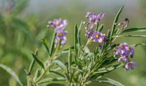 plantas de humedales