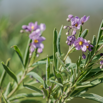 plantas de humedales